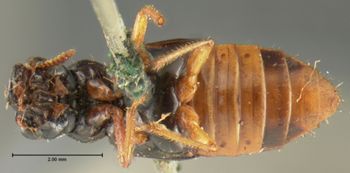 Media type: image; Entomology 34612   Aspect: habitus ventral view